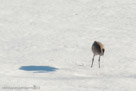 Stalking across the snow on arrival day