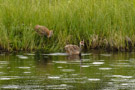 Roy leads and Pi follows into the pond.