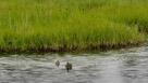 Roy and Pi start their swim toward Millie in Bog Central.