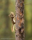 All species prepare for the approaching cold weather.