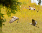 Family take-off.