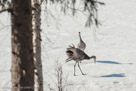 Roy and Millie walk across the snow and explore.