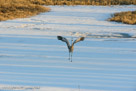 Flapping and running