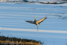 Roy ruffles and wingspreads as he catches a bright streak of light.
