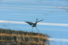 Running along the edge of the pond.