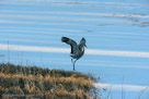 Flapping as he runs along the shore.