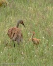AFTER PI FALLS DOWN, there is a conservation between Pi and Millie. (sequence, 4th of 6)