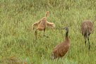 PI JUMPS IN DANCE - Parents watch 23-day old colt