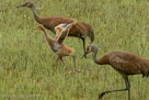 Pi runs and the adults stride across bog central.