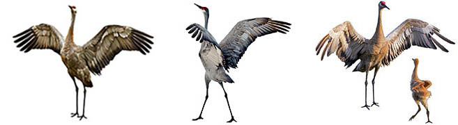 Wing-spread-hold
